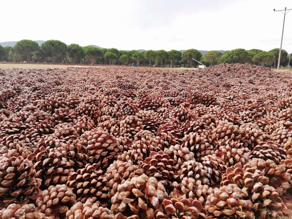 Bergama Kozak Çam Fıstığı
